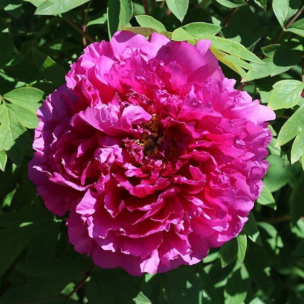 Peony & Ranunculus