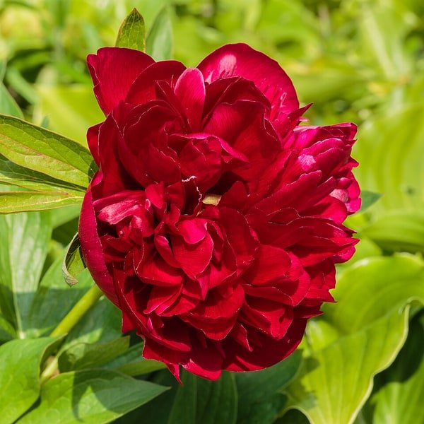 Coral Charm Peony