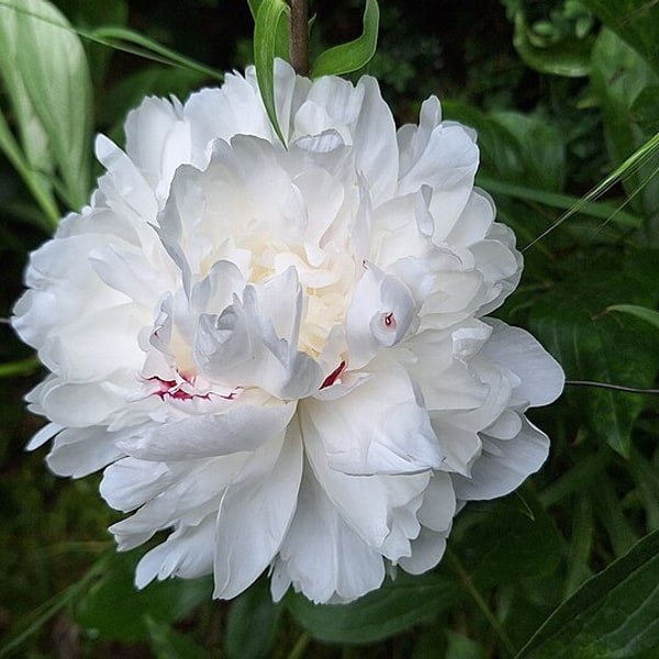 White Bowl Peony