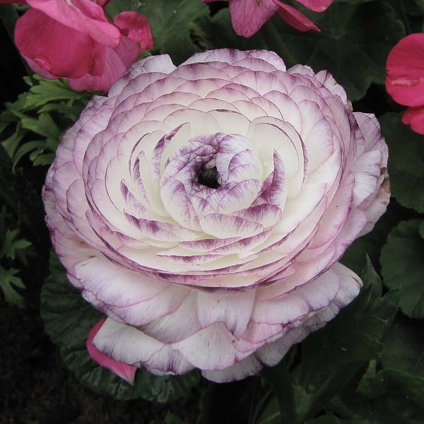 Red Ranunculus Bunch