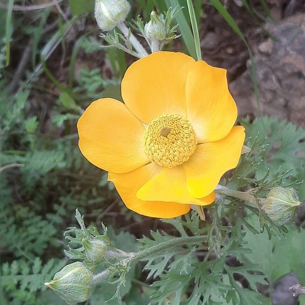 Pastel Ranunculus Mix