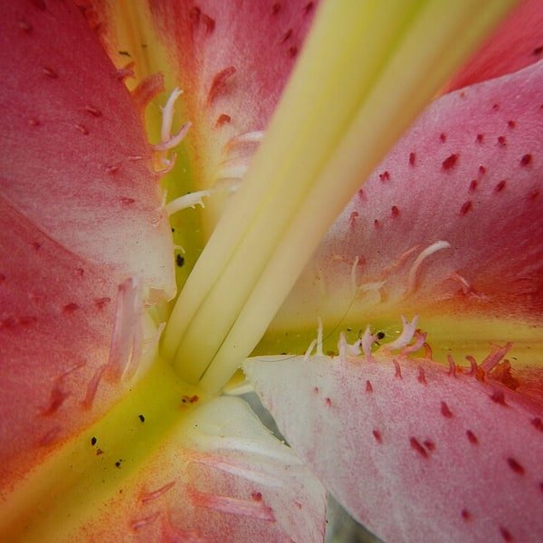 Lily Stems