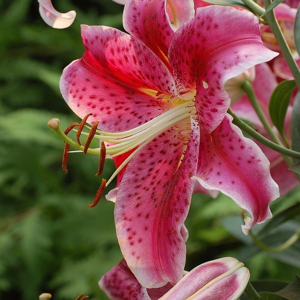 Pink Oriental Lily
