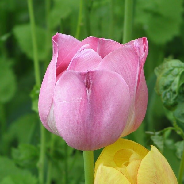 Tulip Meadows