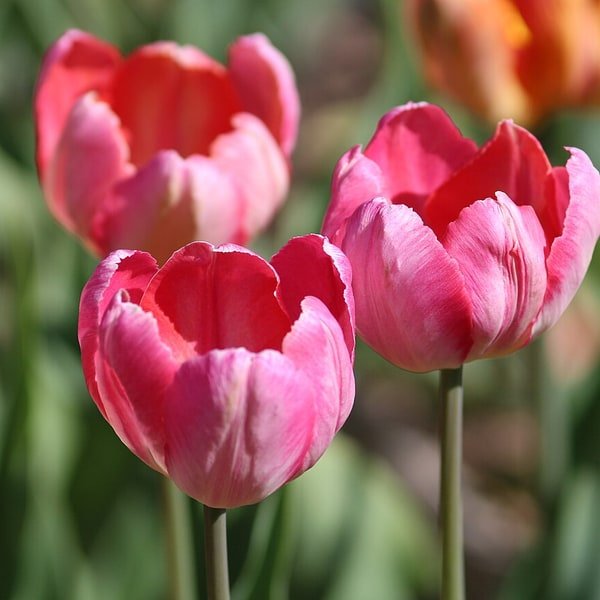 Pink Parrot Tulip