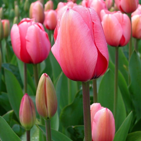 Orange Fringed Tulip