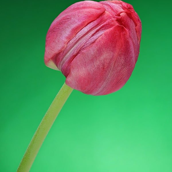 Peach Double Tulip