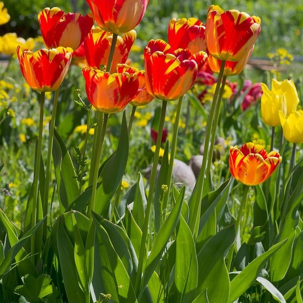 Candy Stripe Tulip