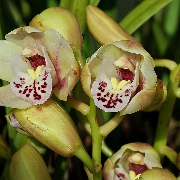 Pink Cymbidium Stem