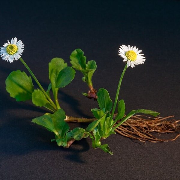 Wildflower Bundles