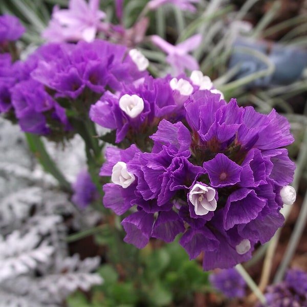 Statice Everlasting Bunch