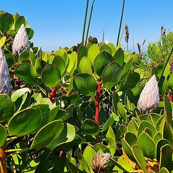 Protea King Bloom