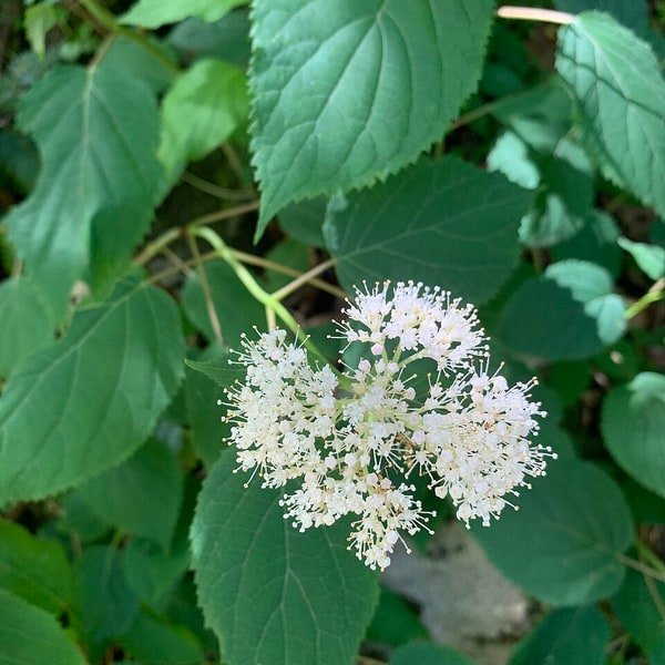 Hydrangea Blue Globe