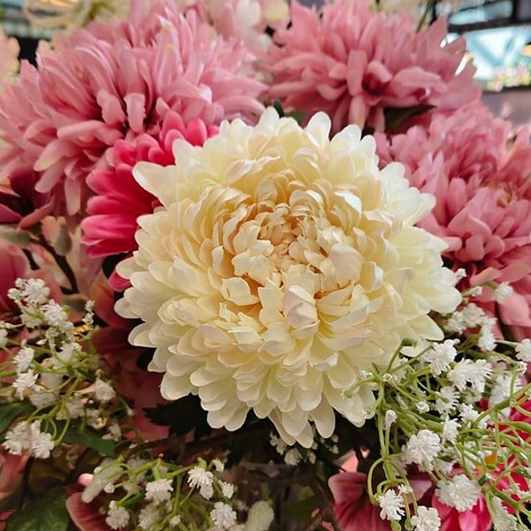 Chrysanthemum Spider Bloom