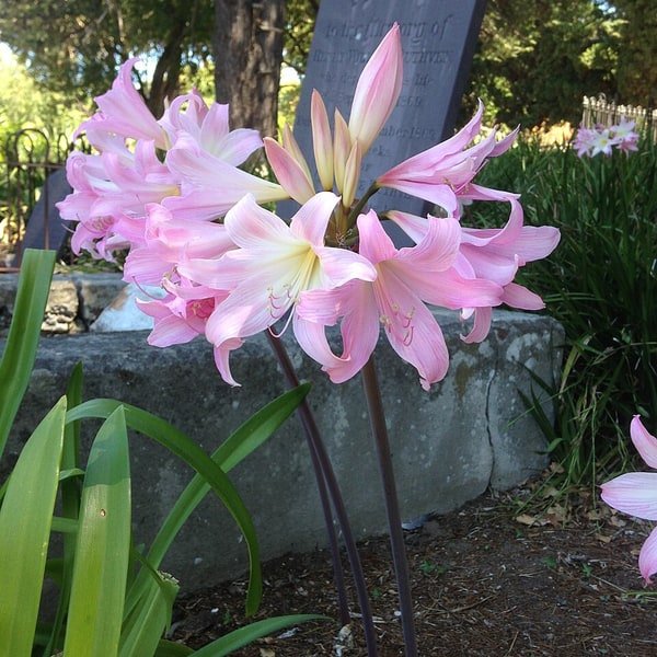 Amaryllis Red Spike